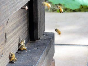 巣箱に蜜と花粉を運ぶミツバチ達